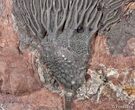 / Inch Moroccan Crinoid #3015-1
